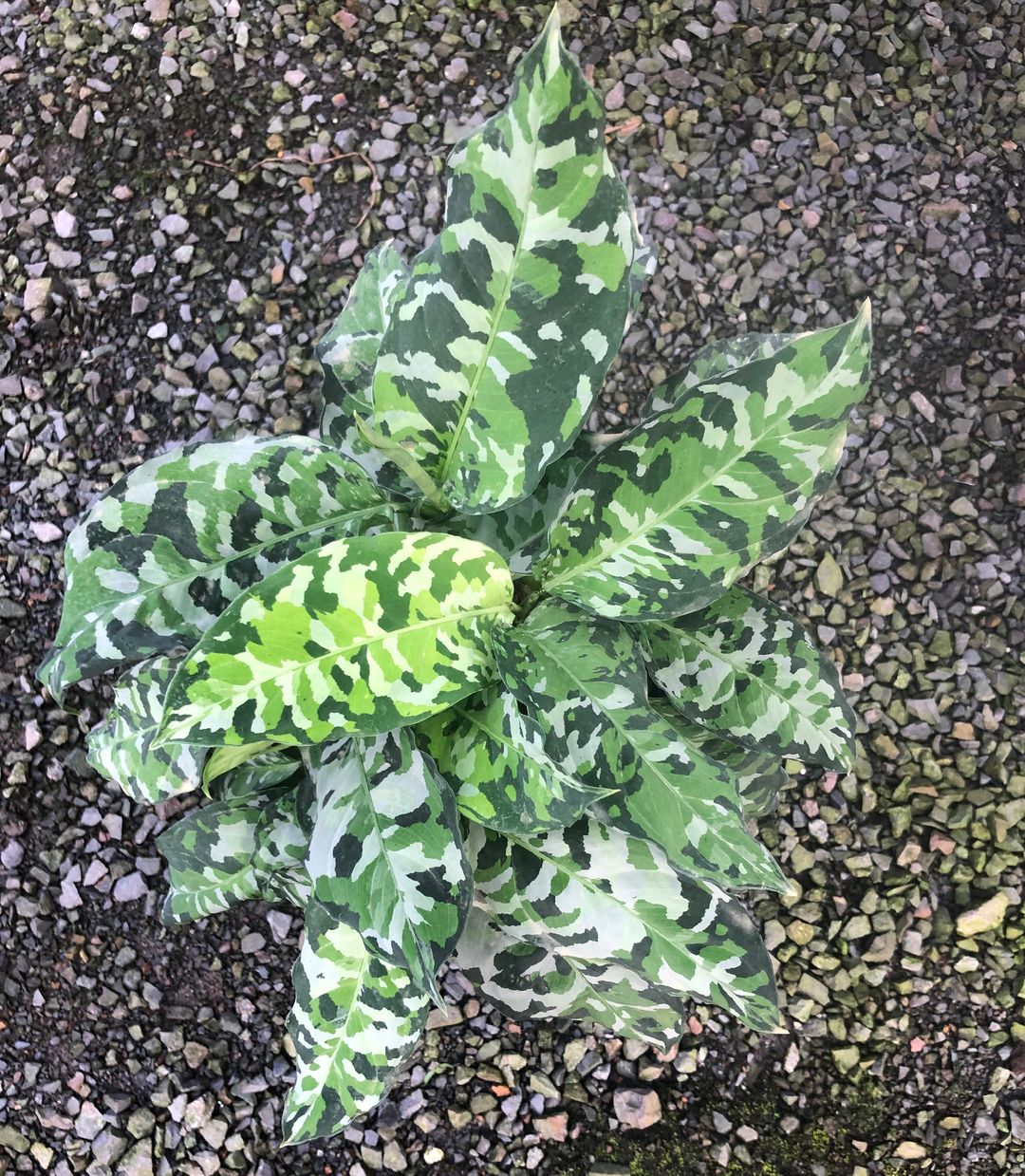 Aglaonema pictum Tricolor | Fantastic Gardens Hawaii